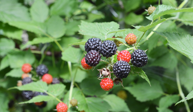 Black Raspberries